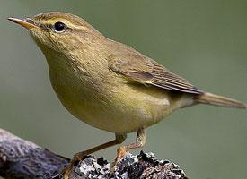 Fotó: Iberian chiffchaff