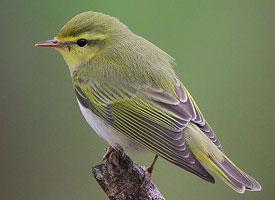 Fotó: Wood warbler