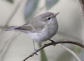 Fotó: Greenish warbler