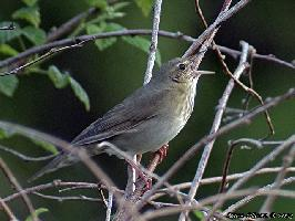 Fotó: River warbler