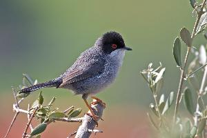 Fotó: Sardinian warbler