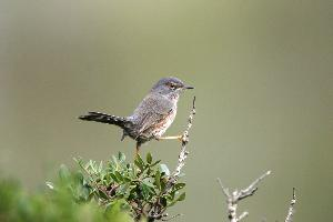 Fotó: Dartford warbler