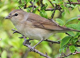 Fotó: Garden warbler