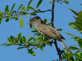 Fotó: Barred warbler