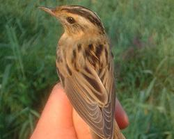 Fotó: Aquatic warbler