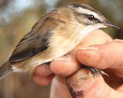 Fotó: Moustached warbler