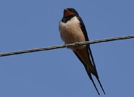 Fotó: Barn swallow