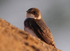 Fotó: Sand martin