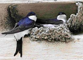 Fotó: Western house martin