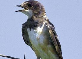 Fotó: Banded martin