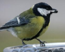 Fotó: Great tit