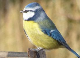 Fotó: Eurasian blue tit