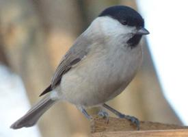 Fotó: Marsh tit