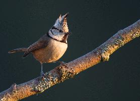 Fotó: Crested tit