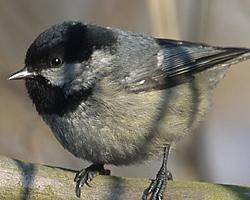 Fotó: Coal tit