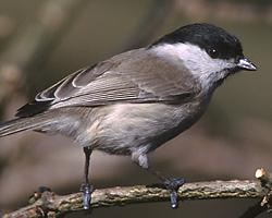 Fotó: Willow tit