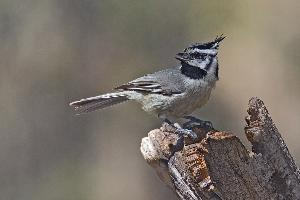 Fotó: Bridled titmouse