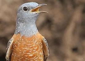 Fotó: Common rock thrush