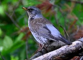 Fotó: Fieldfare