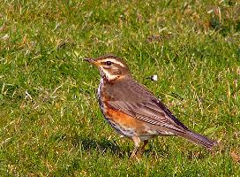 Fotó: Redwing