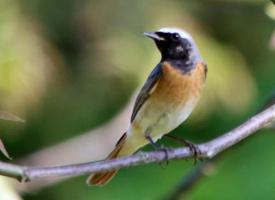 Fotó: Black redstart