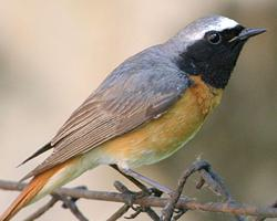 Fotó: Common redstart