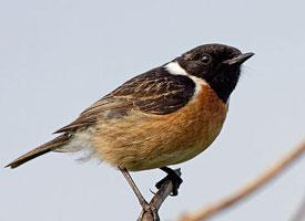 Fotó: European stonechat