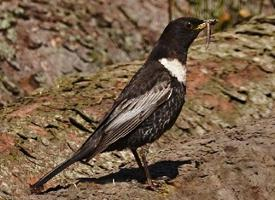 Fotó: Ring ouzel