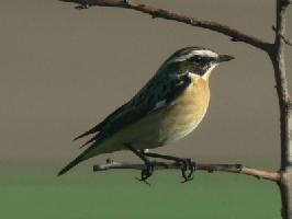 Fotó: Whinchat