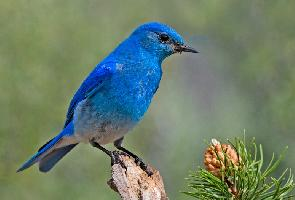 Fotó: Mountain bluebird