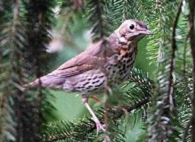 Fotó: Mistle thrush