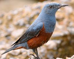 Fotó: Blue rock thrush