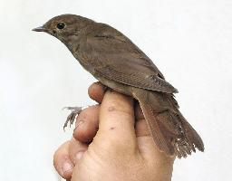 Fotó: Thrush nightingale