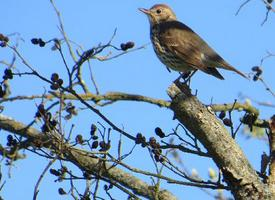 Fotó: Song thrush