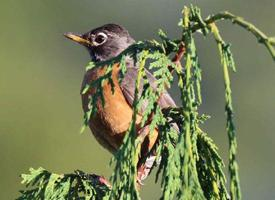 Fotó: American robin