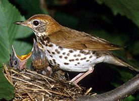 Fotó: Wood thrush