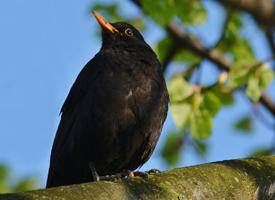 Fotó: Common blackbird