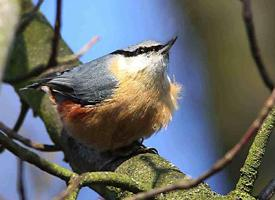 Fotó: Eurasian nuthatch