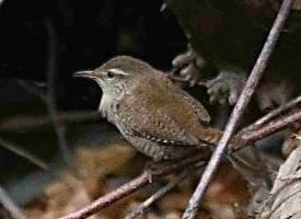 Fotó: Eurasian wren