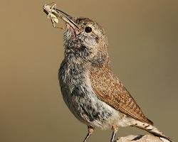 Fotó: Rock wren