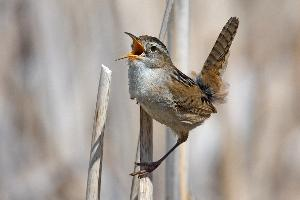 Fotó: Marsh wren