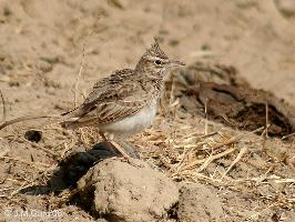 Fotó: Crested lark