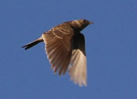 Fotó: Eurasian skylark