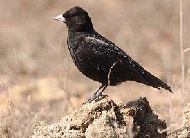 Fotó: Black lark