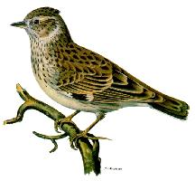 Fotó: Woodlark