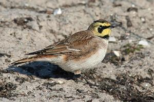 Fotó: Horned lark