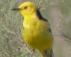 Fotó: Citrine wagtail