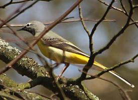 Fotó: Grey wagtail