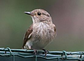 Fotó: Tree pipit