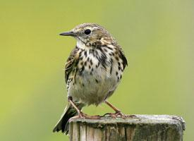 Fotó: Meadow pipit